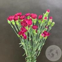 13 гвоздик кустовых фуксия