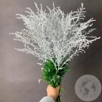 5 Солидаго белых