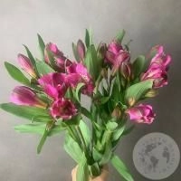9 Альстромерий ярко-розовых