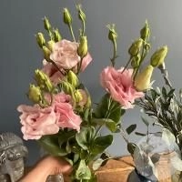 Эустома розовая