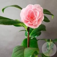Камелия комнатная в магазине Цветы Планеты Камелия комнатная в магазине Цветы Планеты