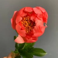 Пион коралловый в магазине Цветы Планеты