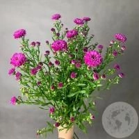Астер розовый 9 шт. Астер розовый 9 шт.