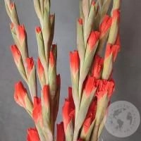 Гладиолус 7 шт.