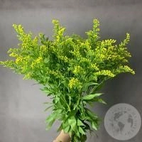 7 солидаго желтых