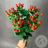 Гиперикум красный 5 шт.