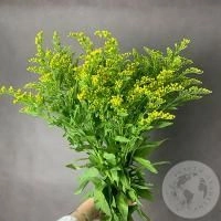 5 солидаго желтых