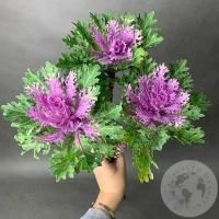 Брассика фиолетовая 3 шт. Брассика фиолетовая 3 шт.