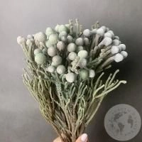 7 бруний в магазине Цветы Планеты