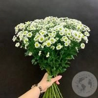 15 сантини