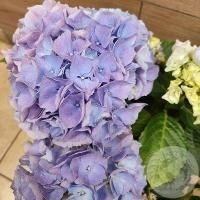 Гортензия Гортензия