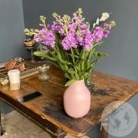 Маттиола розовая 9 шт. в магазине Цветы Планеты