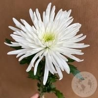Хризантема белая Хризантема белая в магазине Цветы Планеты