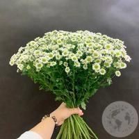 23 сантини