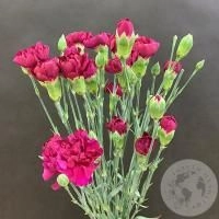 11 гвоздик кустовых фуксия