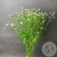 Танацетум 5 шт.