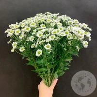 11 сантини