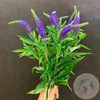 Вероника синяя 9 шт. в магазине Цветы Планеты