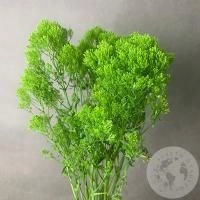 Трахелиум зеленый 5 шт. в магазине Цветы Планеты