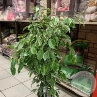 Фикус в магазине Цветы Планеты Фикус