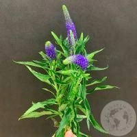 Вероника синяя 3 шт. в магазине Цветы Планеты