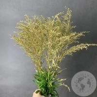 Солидаго Золото 5 шт. в магазине Цветы Планеты