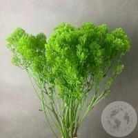 Трахелиум зеленый 7 шт. в магазине Цветы Планеты