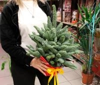 Новогодний букет из нобилиса 