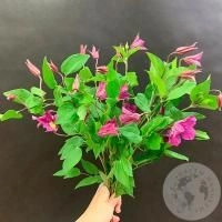Клематис 7 шт. в магазине Цветы Планеты