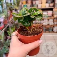 Кофе Арабика комнатное растение