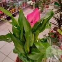 Каллы домашние
