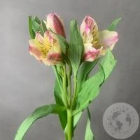 Альстромерия желто-розовая