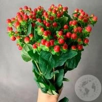 Гиперикум красный 9 шт.