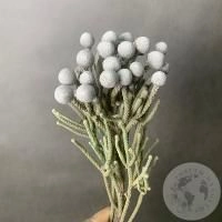 Бруния в магазине Цветы Планеты