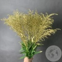 Солидаго Золото 7 шт. в магазине Цветы Планеты