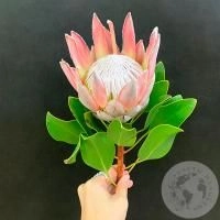 Протея в магазине Цветы Планеты