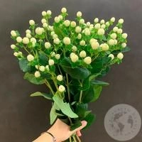 Гиперикум белый 9 шт.