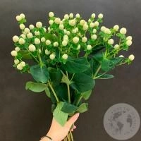 Гиперикум белый 7 шт.