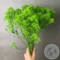 Трахелиум зеленый 9 шт. в магазине Цветы Планеты