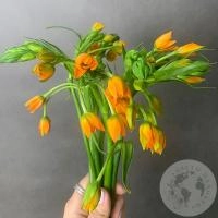 Орнитогалум оранжевый 7 шт.