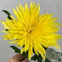 Хризантема желтая