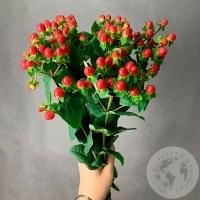 Гиперикум красный 7 шт.