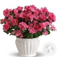 Азалия розовая