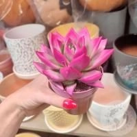 Эхеверия фуксия в магазине Цветы Планеты