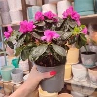 Азалия комнатная розовая в магазине Цветы Планеты Азалия комнатная розовая в магазине Цветы Планеты