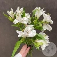 3 Альстромерии белых
