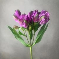 Альстромерия фиолетовая
