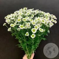 9 сантини в магазине Цветы Планеты 9 сантини