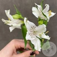 Альстромерия белая