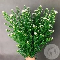 Астер белый 15 шт. Астер белый 15 шт.